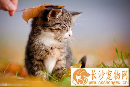 小猫一直叫怎么办 需主人分辨叫唤的原因