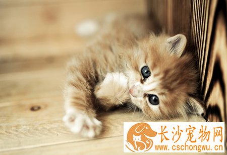 小猫打喷嚏怎么办 4种情况易导致打喷嚏