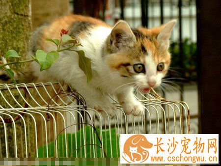 小猫眼屎多怎么办 先观察眼睛是否受到外伤