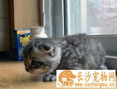 小猫腹泻怎么办 建议去医院接受兽医检查