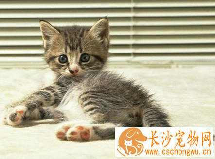 小猫骨折了怎么办 猫骨折的处置办法