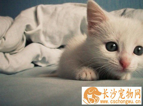小猫腿瘸了怎么办 检查下猫猫的腿部