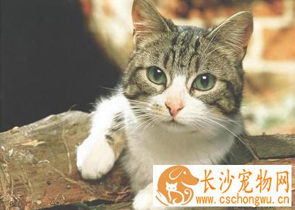 猫咪皮肤病怎么办 解析3种猫咪常见疾病
