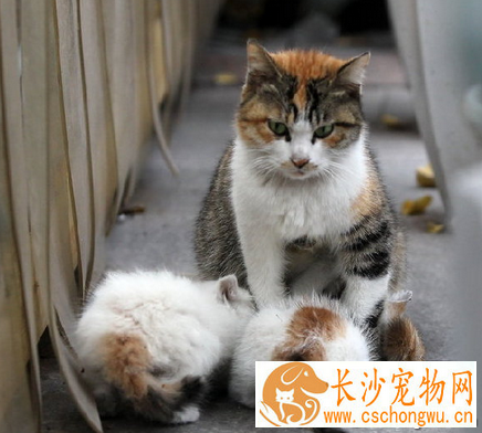 猫会有什么病 不同的疾病表现不一样