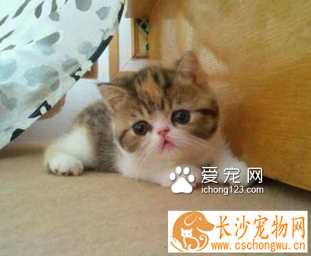 猫咪不吃不喝怎么办 首先要找出病因