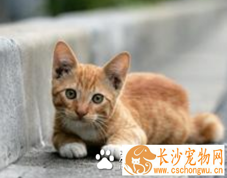 猫的皮肤病有哪些 皮肤病愈早发现愈容易控制
