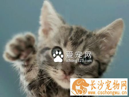 被猫抓了会死吗 猫抓病还是可防可治的