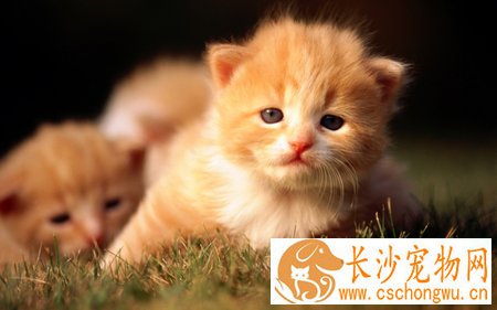 猫咪厌食怎么办 查找病因对症诊治