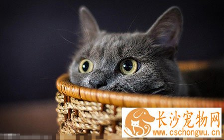 猫口腔炎怎么治 关注猫咪口腔疾病