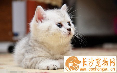 养猫会得弓形虫病吗 通过粪便来传播
