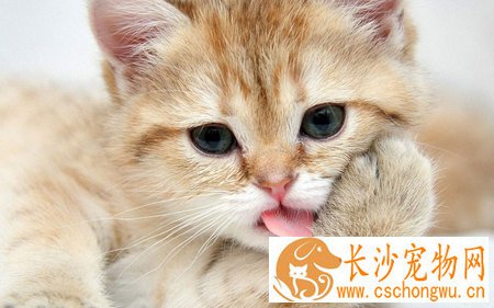 养猫容易得什么病 养猫请注意七类疾病