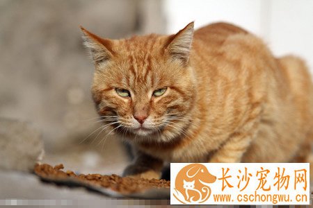 小猫生病怎么办 在喂养中需要定时定量