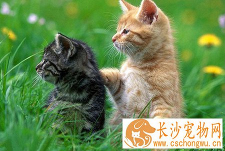 小猫皮肤病怎么治疗 解析几种常见皮肤病