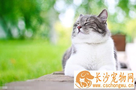 小猫皮肤病怎么办 要先确认皮肤病的类型