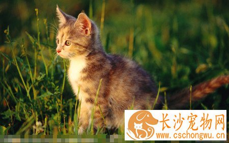 猫皮肤病吃什么药 明确病因对症下药