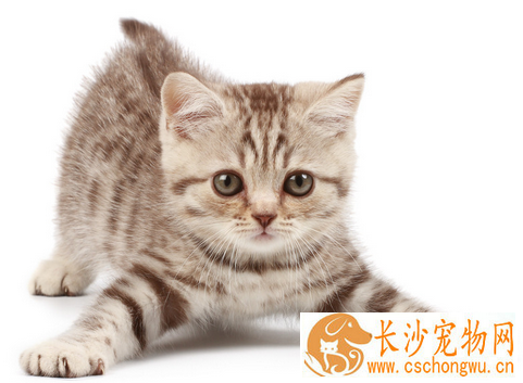 猫咪减肥 肥胖会导致它得高血压和心脏病