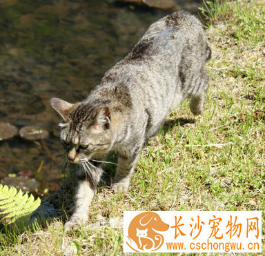被猫抓伤红肿怎么办 可能是“猫抓病”