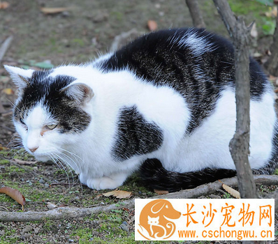 被猫抓伤破皮怎么办 可能会感染猫抓病