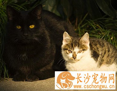被野猫抓伤会得狂犬病吗 应彻底冲洗伤口