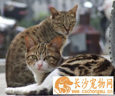 被流浪猫抓伤会得狂犬病吗 应去医院检查