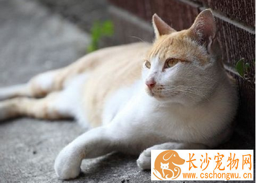 猫有狂犬病吗 大部分的猫咪都有狂犬病