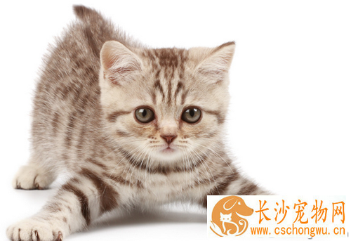 被猫咬了怎么办 要注意猫是有狂犬病的