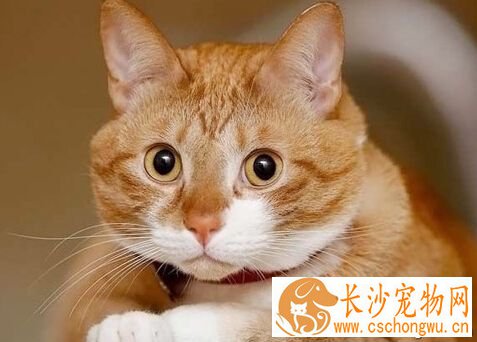 猫传染病 猫瘟传染性极高毁灭性也极高