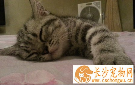 猫咪血尿 病毒细菌感染及食物都可能导致