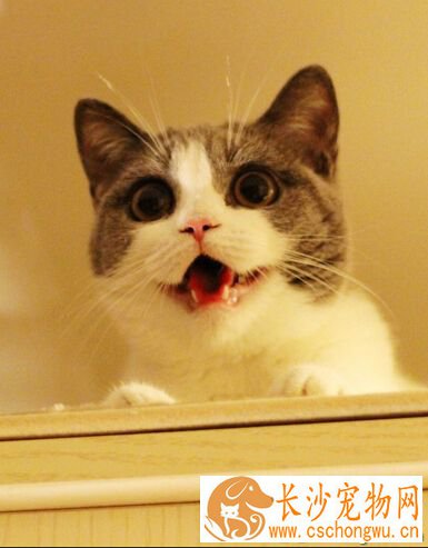 英国短毛猫遗传病 心肌的病有猝死风险