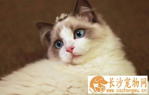 猫发出咕咕的声音 是不是猫咪生病了