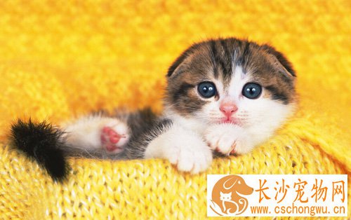 猫晚上为什么叫 遗传发情或者疾病
