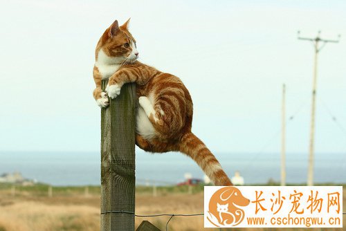 猫咬人有毒吗 有感染狂犬病毒的危险