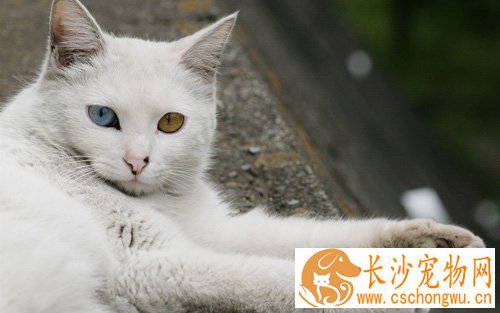 猫咬人会得狂犬病吗 被咬建议打疫苗