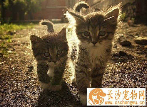 猫咬人要不要打疫苗 潜伏期的病毒不传染