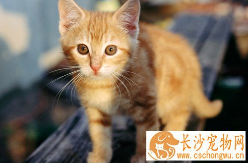 猫咬人要不要打针啊 狂犬病可防不可治