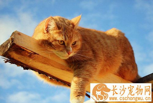 被猫抓伤会得狂犬病吗 先清理伤口