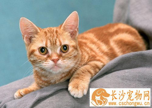 被猫抓伤在哪打针 有引起狂犬病的危险