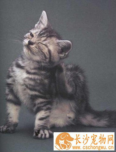 猫贫血吃什么 首先必须查明病因