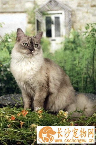 巴厘猫生病吃什么药 猫咪的正常生理标准