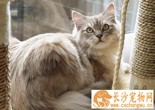 猫能吃鱿鱼丝吗 会导致肠胃疾病