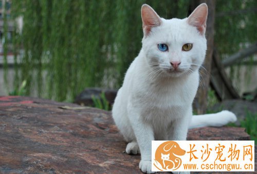 幼猫感冒吃什么药 发病原因以及注意事项