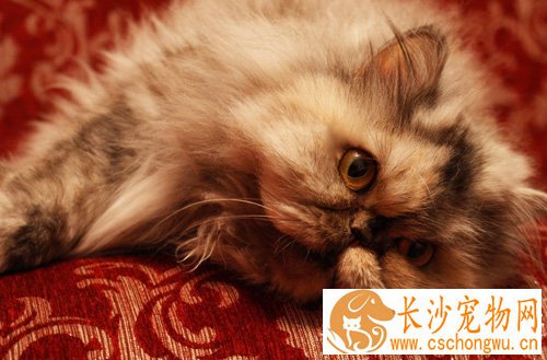 波斯猫拉肚子 食物问题还是疾病问题