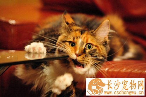 缅因猫吃什么消炎药 哪些疾病得吃消炎药