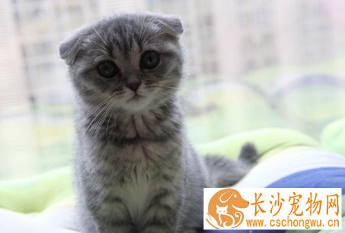 折耳猫的遗传病有哪些 折耳是畸形吗