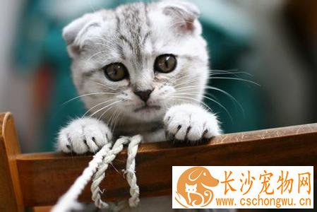 折耳猫的疾病有哪些 提前做好预防