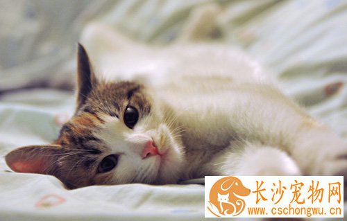 被猫咬了会得狂犬病吗 首先做好现场救护工作