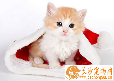 猫患了支气管炎怎么办 祛痰止咳消除炎症