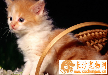 被猫咬伤怎么办 时进行处理以免感染发炎