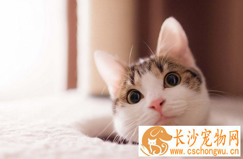 猫肺炎症状 详解猫患了肺炎该怎么办