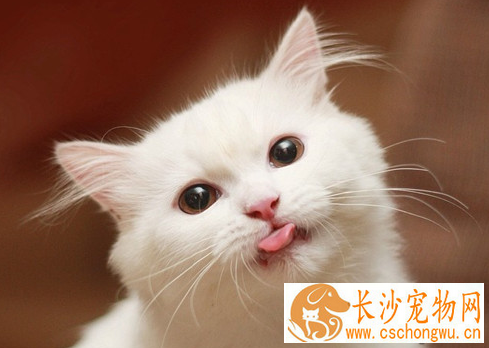 猫结膜炎症状 猫患了结膜炎怎么办呢